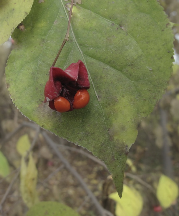 Изображение особи род Euonymus.