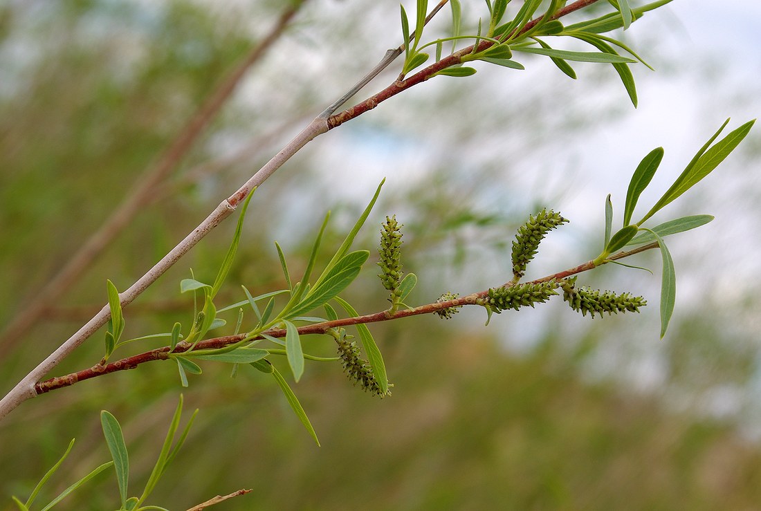 Изображение особи Salix caspica.