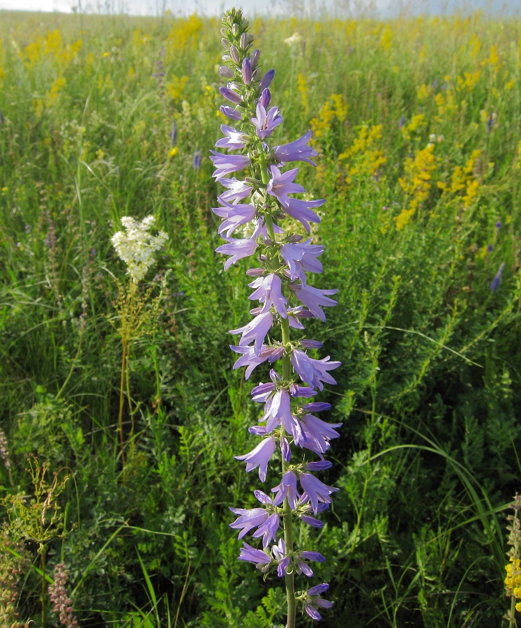 Изображение особи Campanula bononiensis.