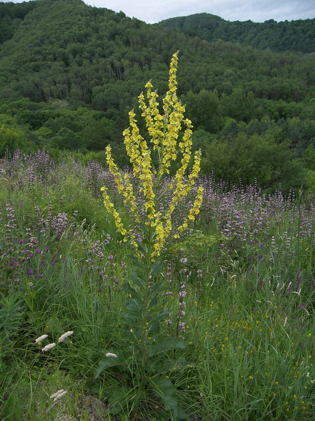 Изображение особи Verbascum lychnitis.