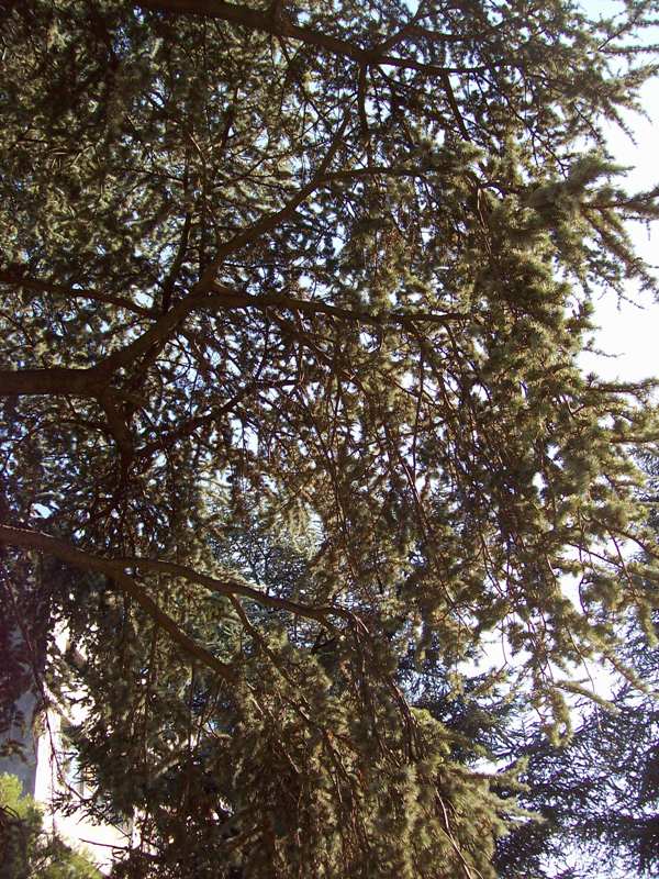 Image of Cedrus atlantica specimen.