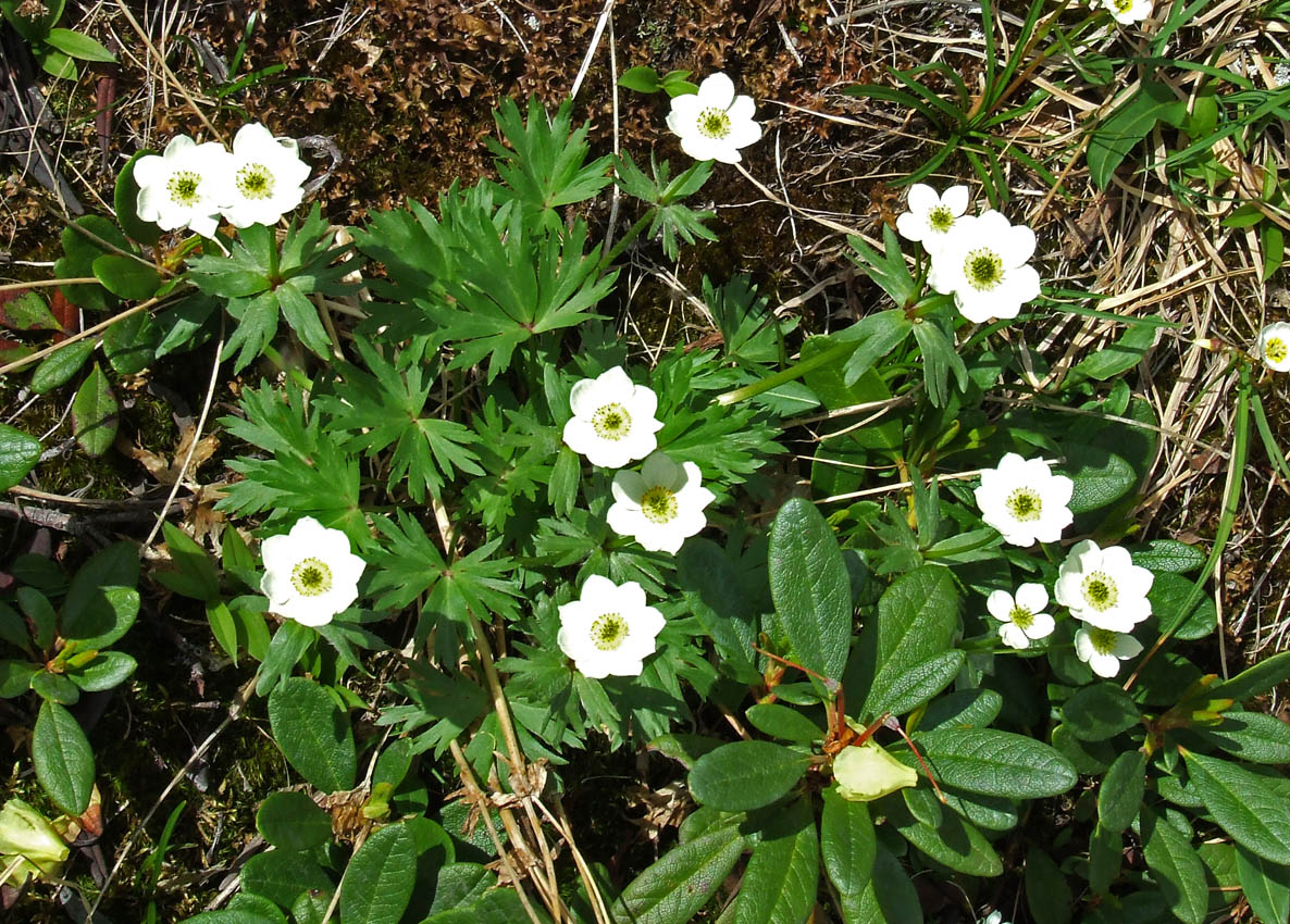 Изображение особи Anemonastrum sibiricum.