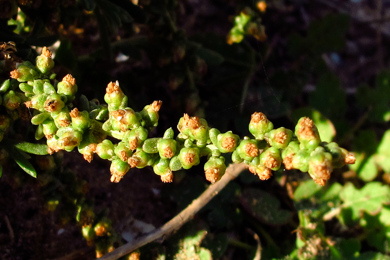 Image of Artemisia monosperma specimen.