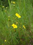 Potentilla