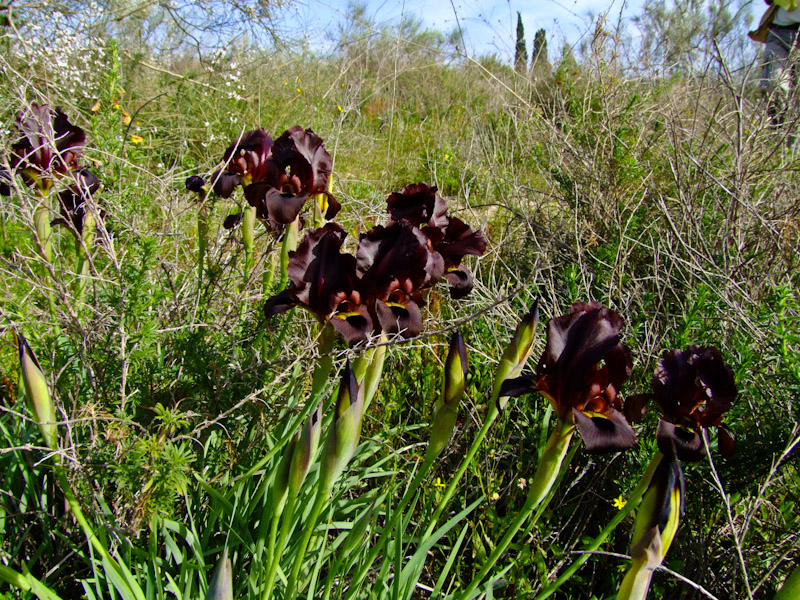 Image of Iris atropurpurea specimen.