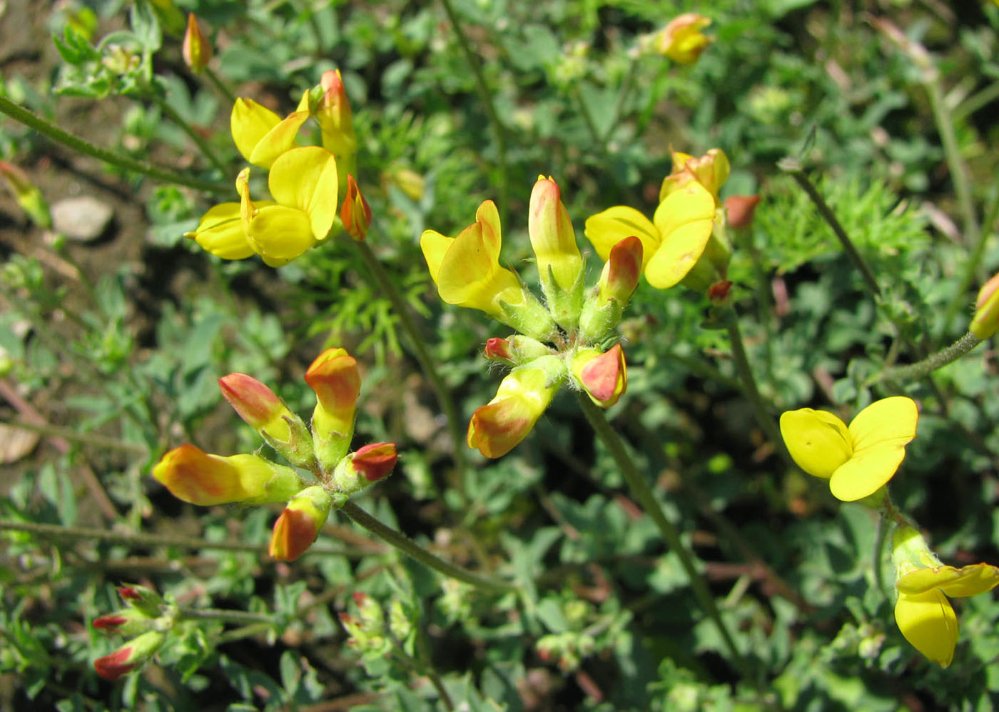 Image of Lotus zhegulensis specimen.