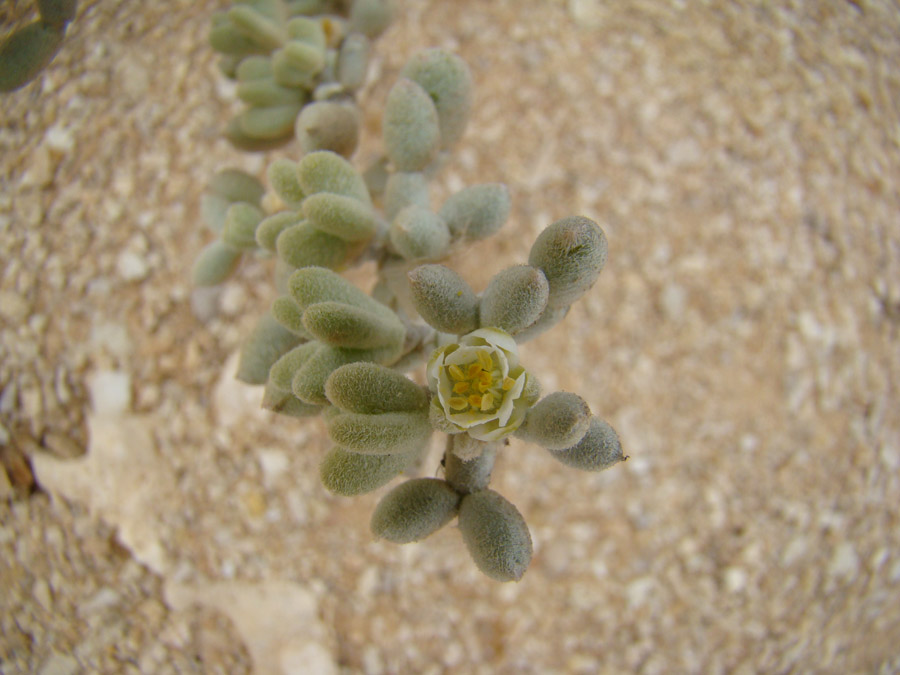 Image of Tetraena alba specimen.