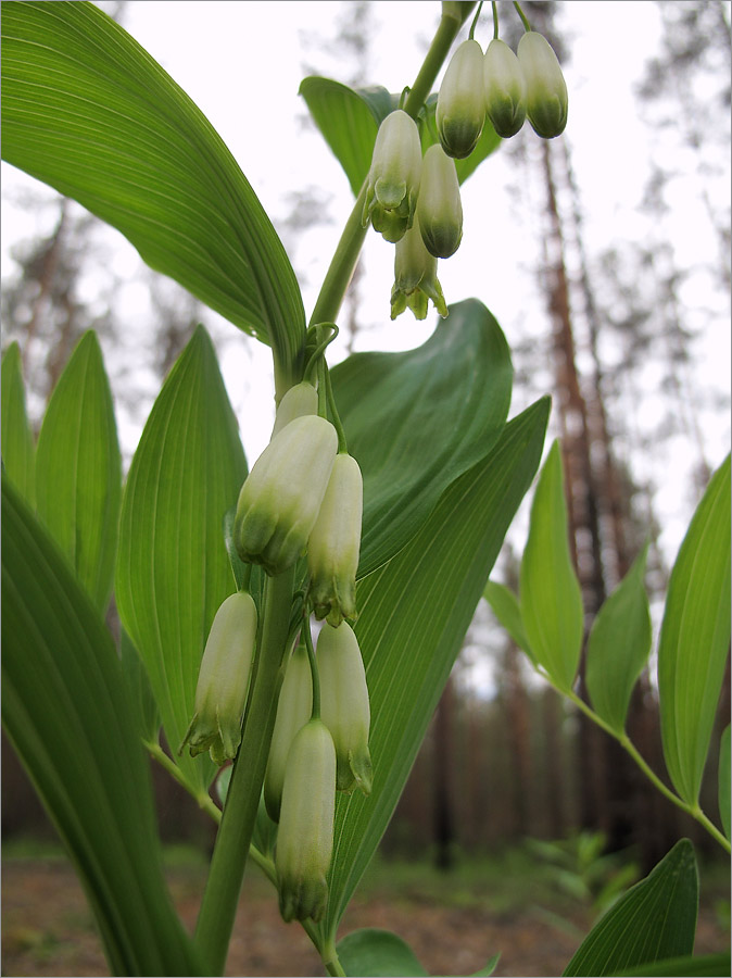 Изображение особи Polygonatum odoratum.