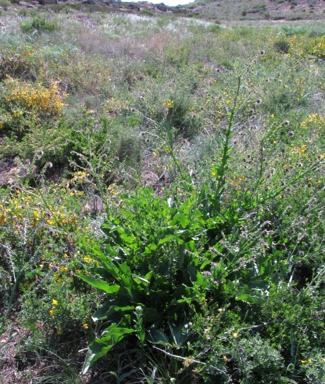 Image of Solenanthus circinnatus specimen.