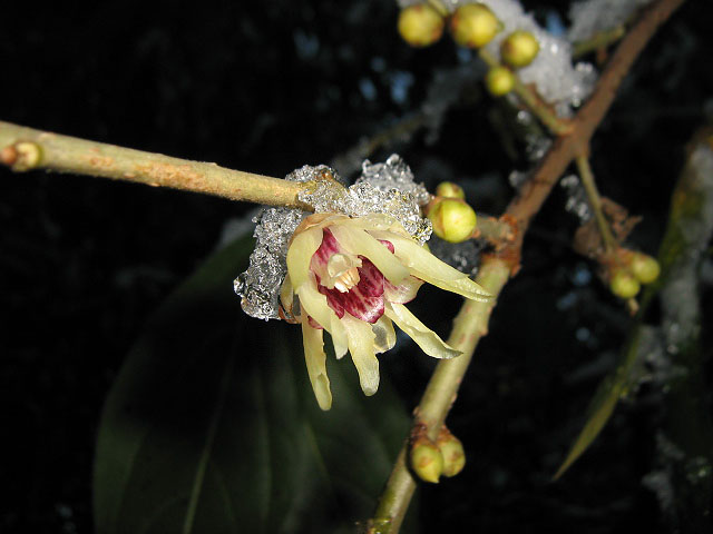 Изображение особи Chimonanthus praecox.