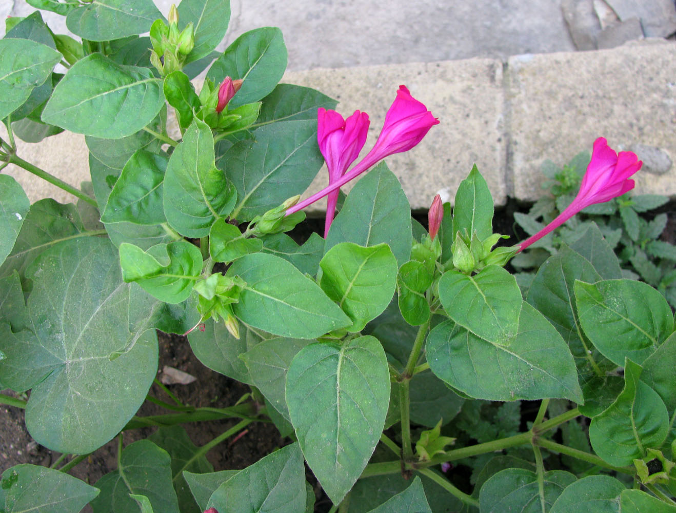 Image of Mirabilis jalapa specimen.