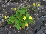 Potentilla fragiformis. Цветущее растение. Хабаровский край, Ванинский р-н, бухта Сизиман, прибрежные скалы. 03.07.2010.