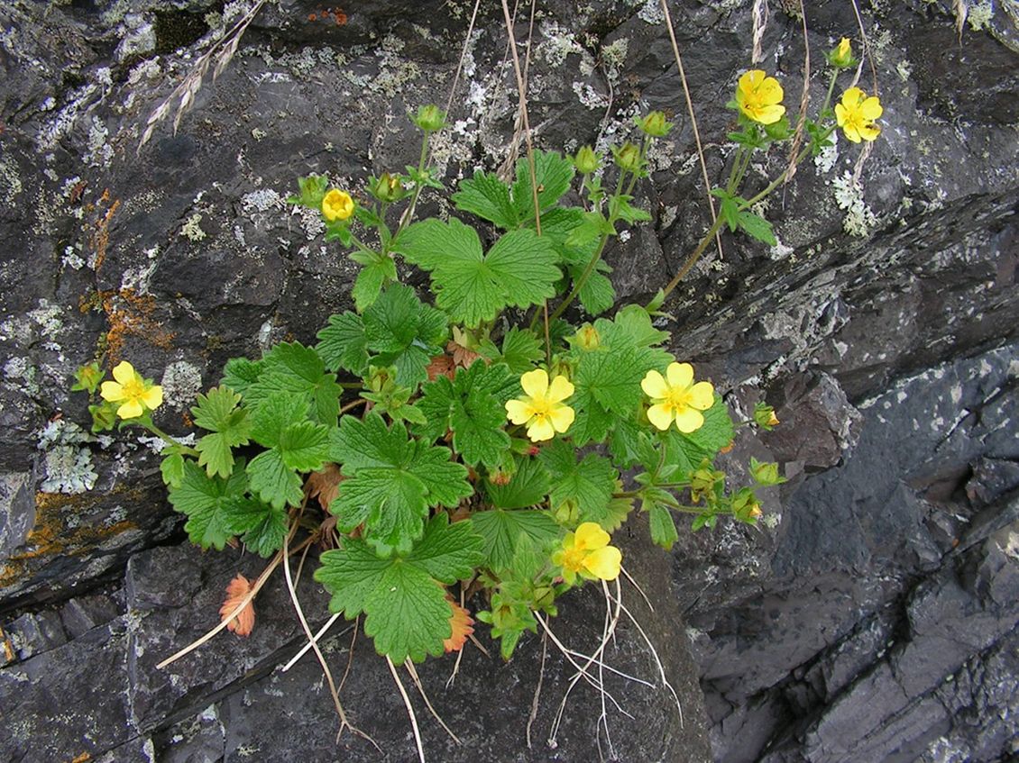 Image of Potentilla fragiformis specimen.