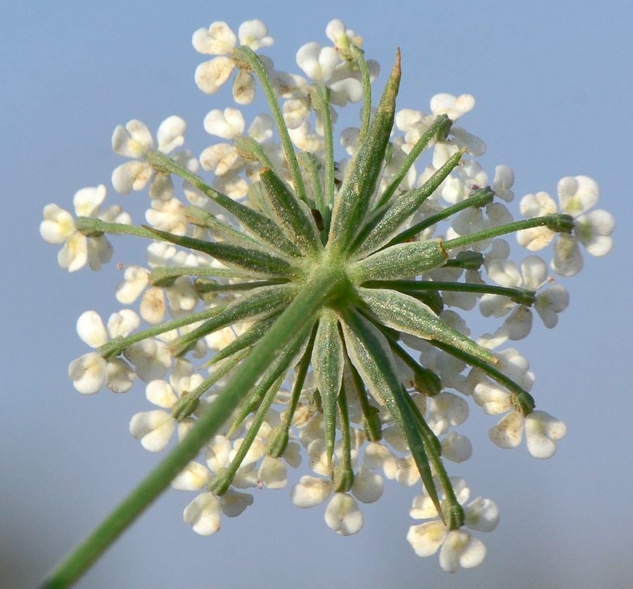 Изображение особи Ammi majus.