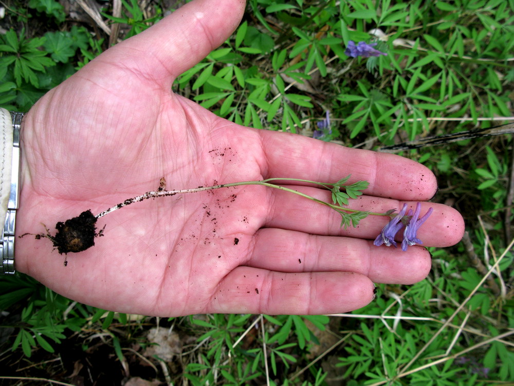 Image of Corydalis subjenisseensis specimen.