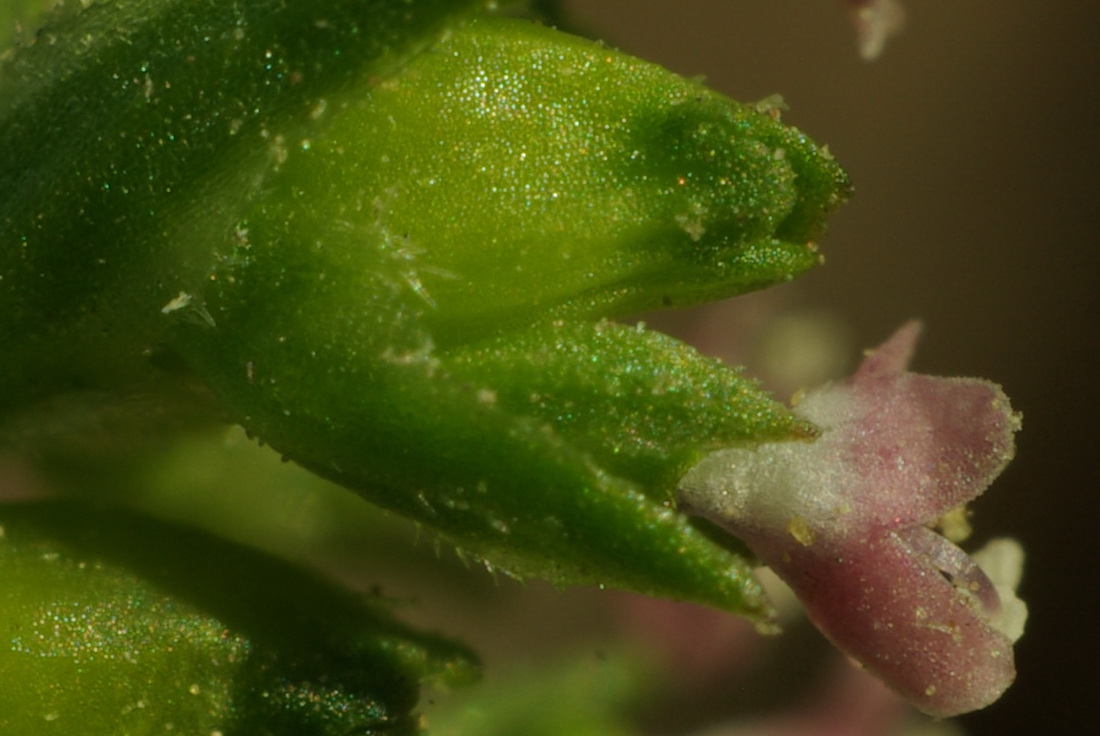 Image of Valerianella pontica specimen.