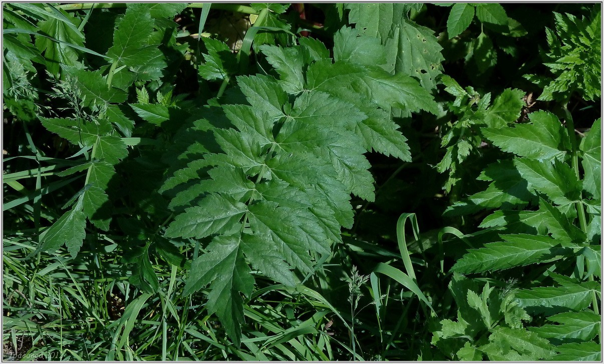 Image of Pastinaca sativa specimen.