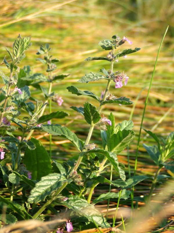 Изображение особи Teucrium scordium.