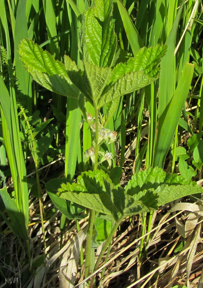 Изображение особи Rubus saxatilis.