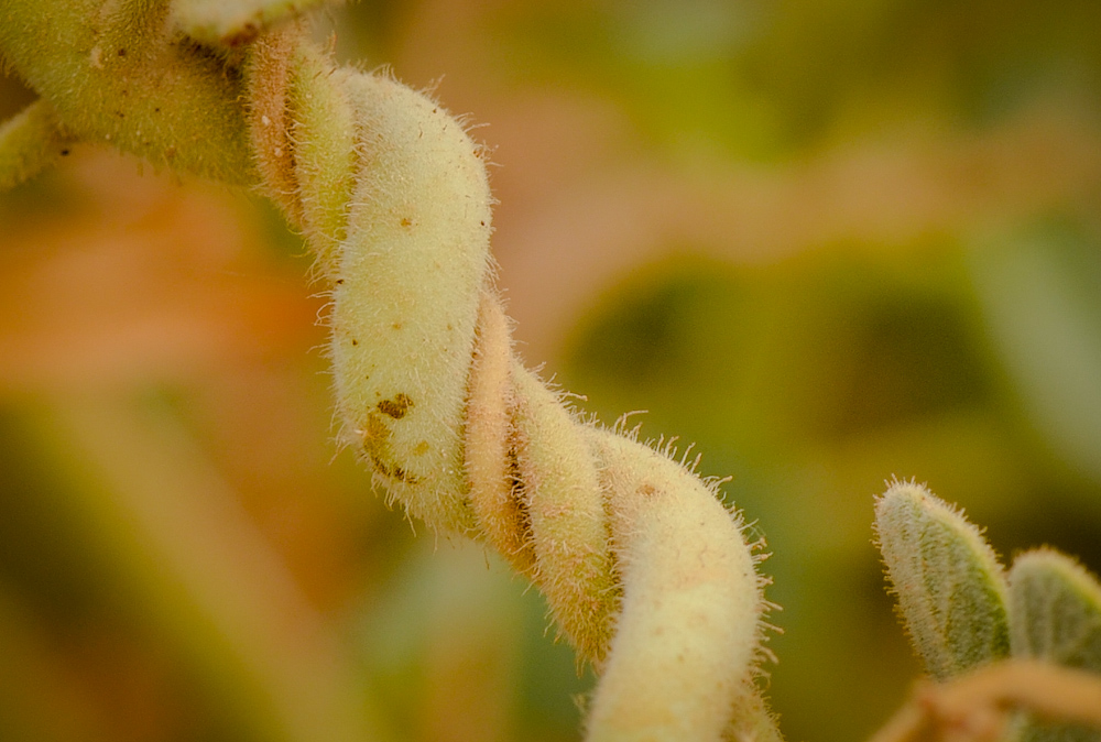 Image of Pergularia tomentosa specimen.