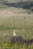Alcea nudiflora. Цветущее растение в островке шалфея дубравного. Южный Казахстан, подгорная степь в 1.5 км восточнее пос. Амангельды. 28.06.2010.