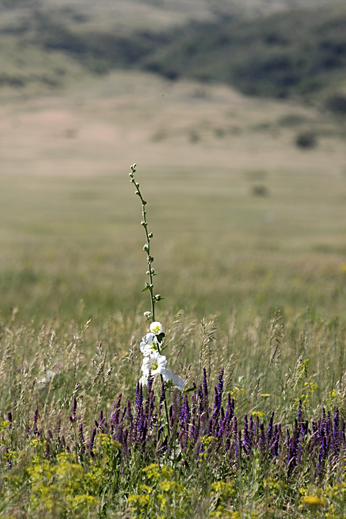 Изображение особи Alcea nudiflora.