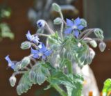 Borago officinalis