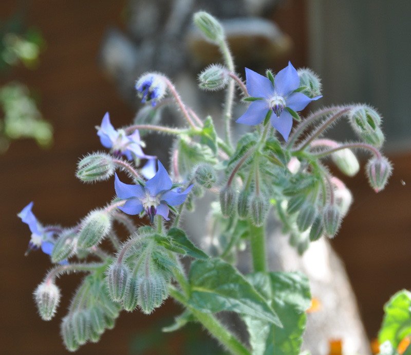 Изображение особи Borago officinalis.