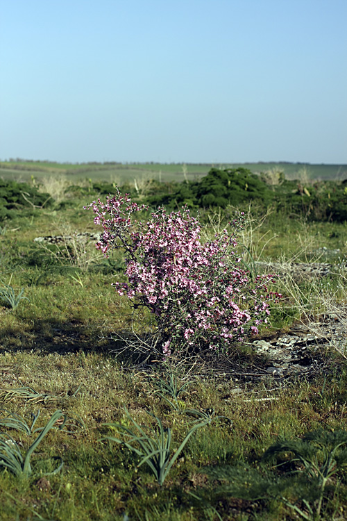 Image of Amygdalus spinosissima specimen.