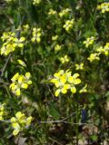 Erysimum repandum. Верхушки цветущих растений. Краснодарский край, Кущёвский р-н, окр. станицы Шкуринская, склон. Апрель 2009 г.