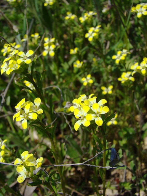 Изображение особи Erysimum repandum.