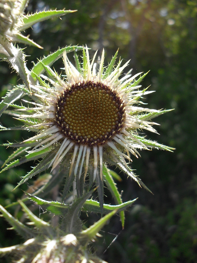 Изображение особи Carlina intermedia.