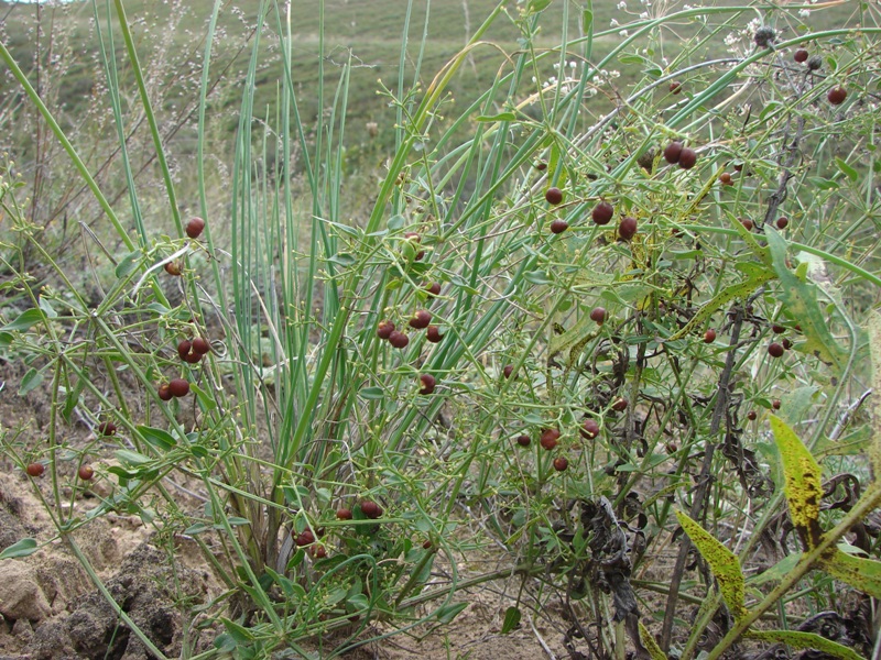 Image of Rubia cordifolia specimen.