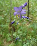 Polemonium caeruleum