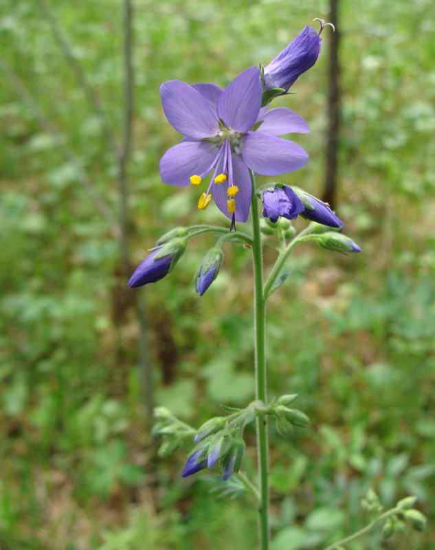 Изображение особи Polemonium caeruleum.