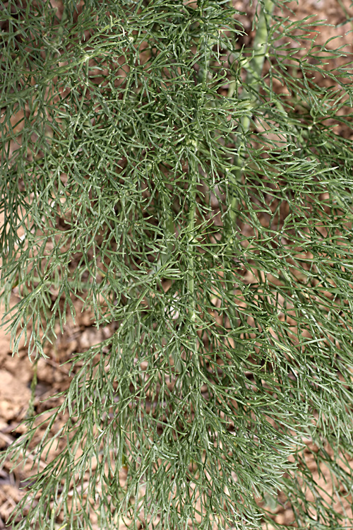 Image of Ferula karatavica specimen.