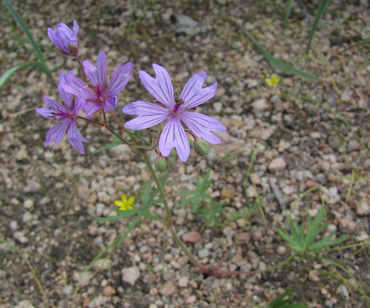 Изображение особи Geranium transversale.