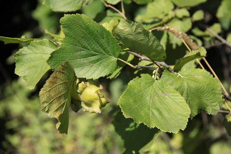 Image of Corylus heterophylla specimen.