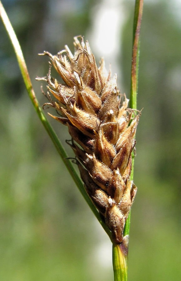 Изображение особи Carex lasiocarpa.