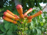 Campsis radicans. Нераспустившееся соцветие. Крым, Тарханкутский п-ов, пгт Черноморское, в культуре. 29.08.2012.