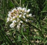 Noccaea caerulescens. Соцветие. Карелия, Ладожское озеро, о. Валаам, травянистый склон. 15.05.2012.