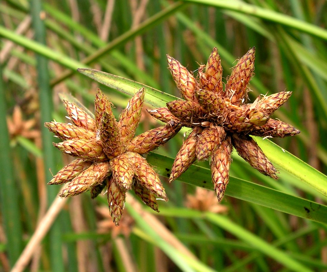 Image of Schoenoplectus triqueter specimen.