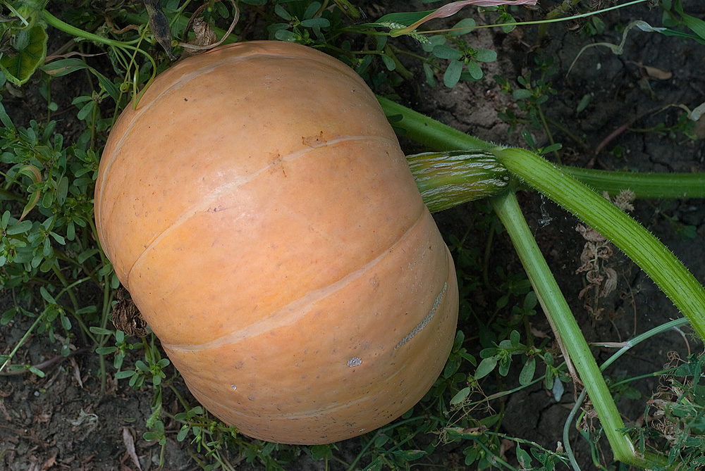 Image of Cucurbita maxima specimen.