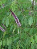 Amorpha fruticosa. Верхушка побега с соцветиями. Саратовская обл., Энгельсский р-н, берег Волгоградского вдхр. 26 мая 2012 г.