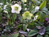 Helleborus orientalis