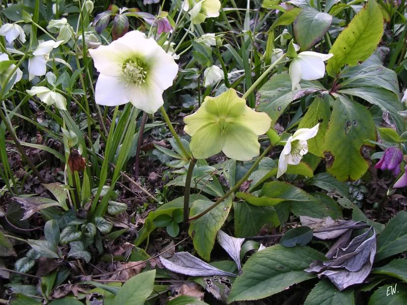 Image of Helleborus orientalis specimen.