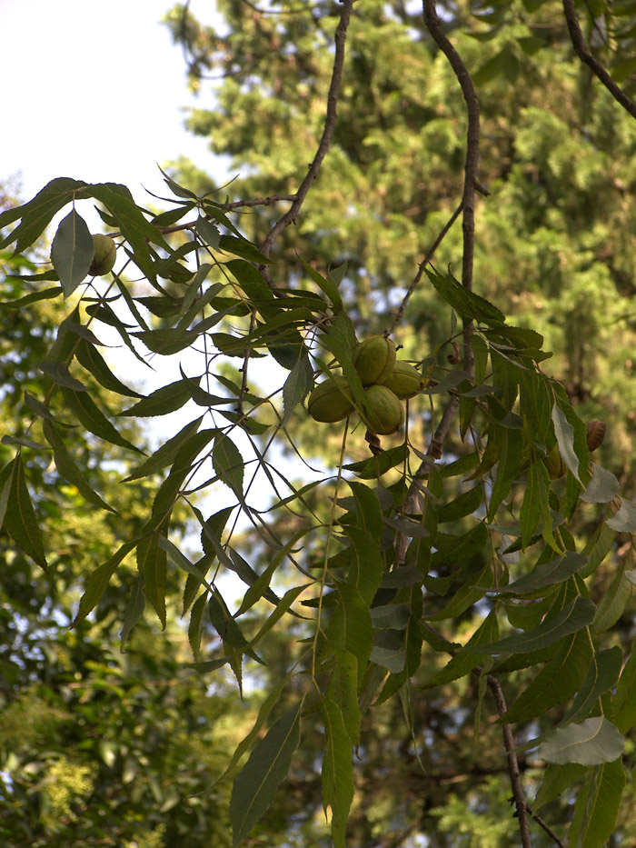 Изображение особи Carya illinoinensis.