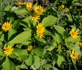 семейство Asteraceae