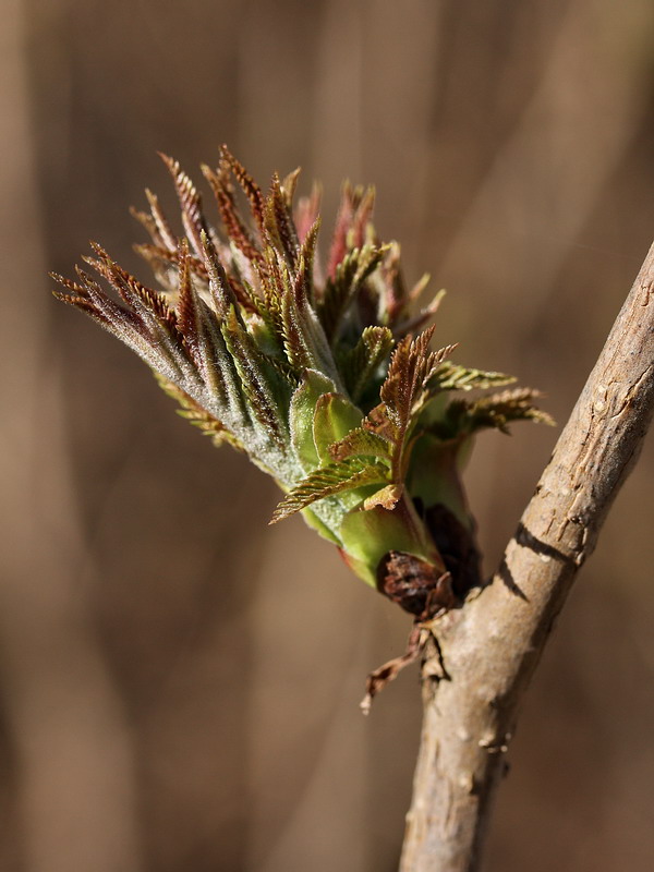 Изображение особи Sorbaria sorbifolia.