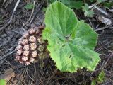 Petasites hybridus